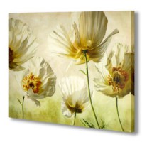 /album/fotogalerie-uvodni-stranka/white-poppies-canvas-wall-art-jpg1/